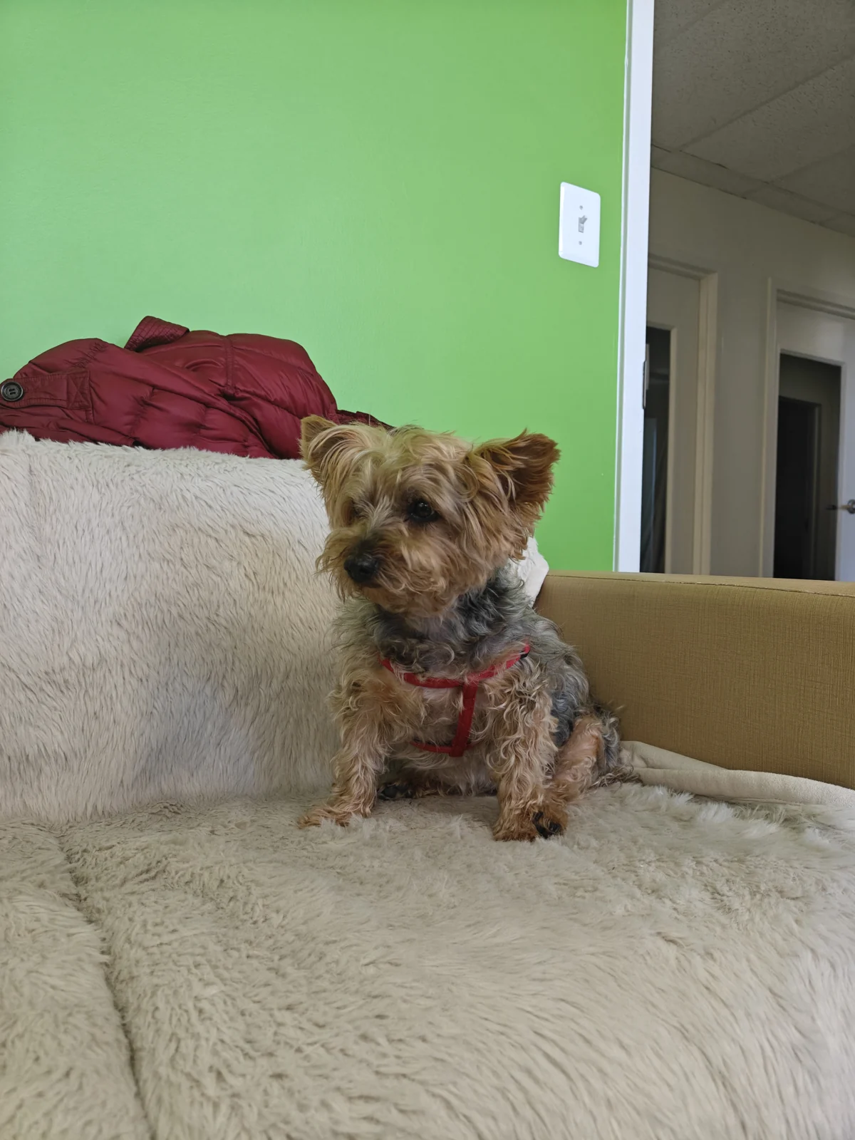 Chloe resting on the sofa in a recent photograph