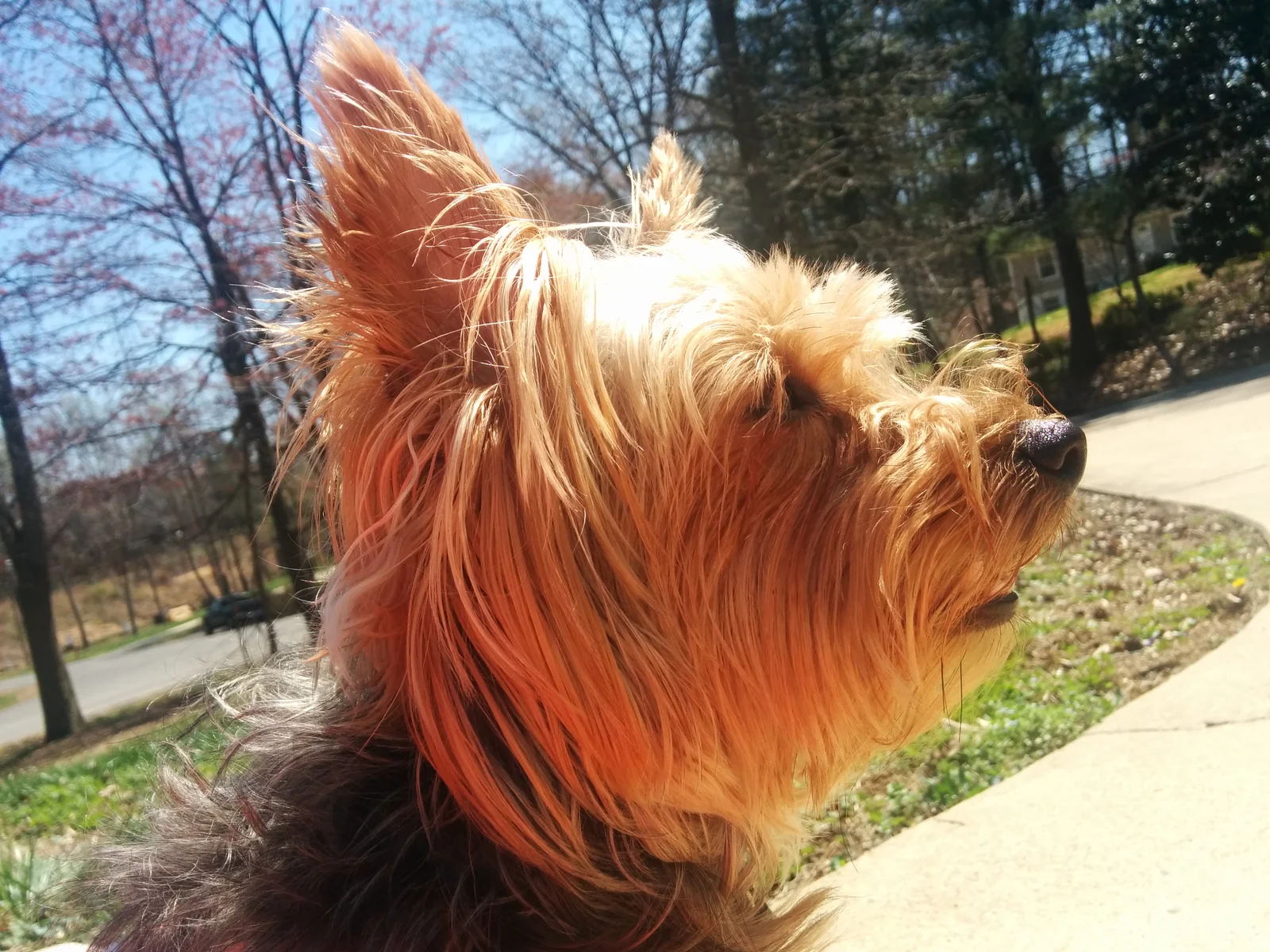 Chloe outside in the sunshine